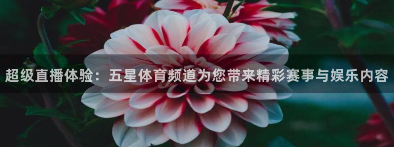 超级直播体验：五星体育频道为您带来精彩赛事与娱乐内容