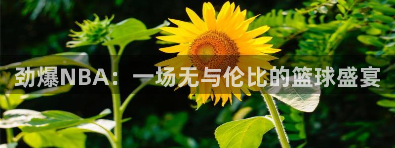 劲爆NBA：一场无与伦比的篮球盛宴