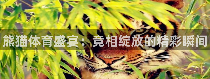 熊猫体育盛宴：竞相绽放的精彩瞬间
