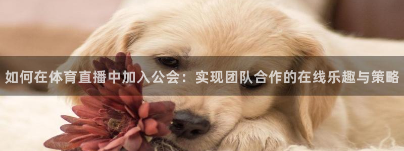 如何在体育直播中加入公会：实现团队合作的在线乐趣与策略