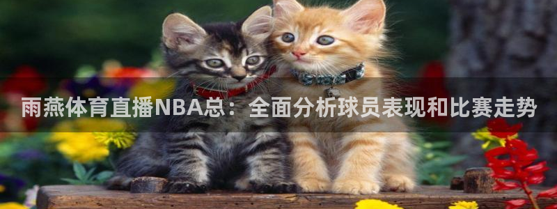 雨燕体育直播NBA总：全面分析球员表现和比赛走势